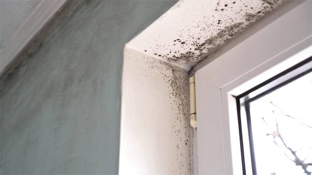 Trusted Grandville, MI Mold Remediation Experts