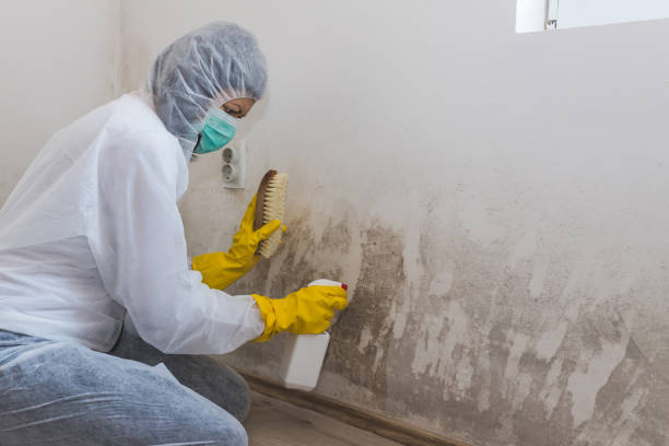 Best Post-Flood Mold Remediation in Grandville, MI