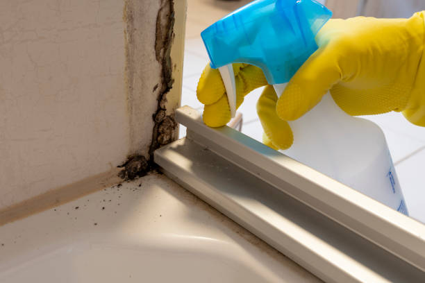 Best DIY Mold Remediation Support Services in Grandville, MI