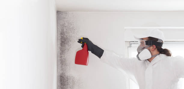 Best Black Mold Remediation in Grandville, MI