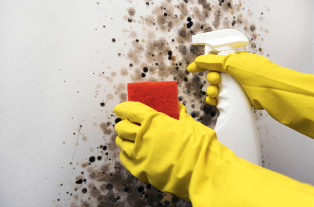 Reliable Grandville, MI Mold Remediation Solutions