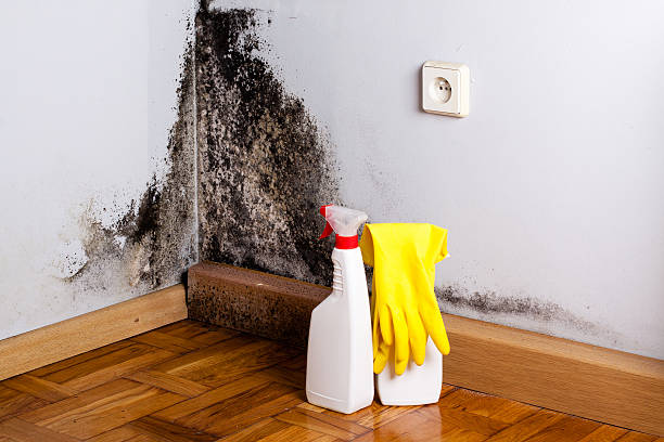 Best Crawl Space Mold Remediation in Grandville, MI