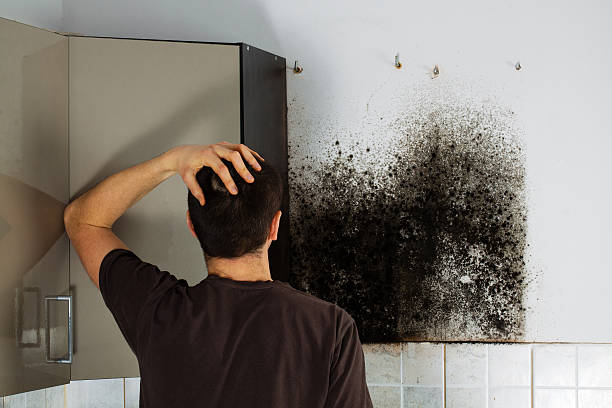 Best Emergency Mold Remediation in Grandville, MI