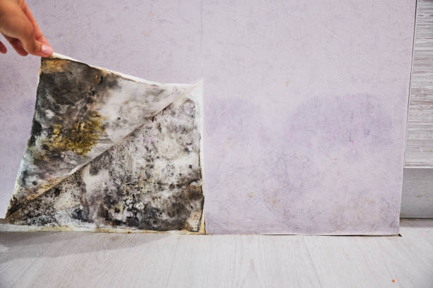 Best Commercial Mold Remediation in Grandville, MI